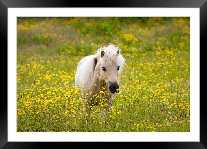 Hiding in the buttercups Framed Mounted Print by Angela Lee