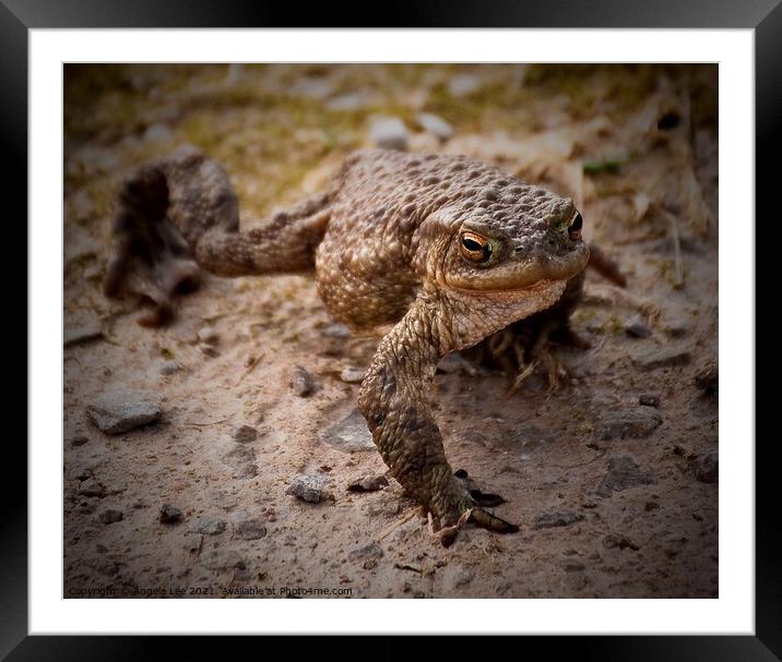 Toad in the road Framed Mounted Print by Angela Lee