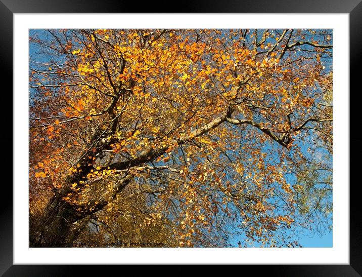 The colour of Autumn Framed Mounted Print by Angela Lee