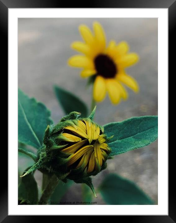 Plant flower Framed Mounted Print by Mel Huff