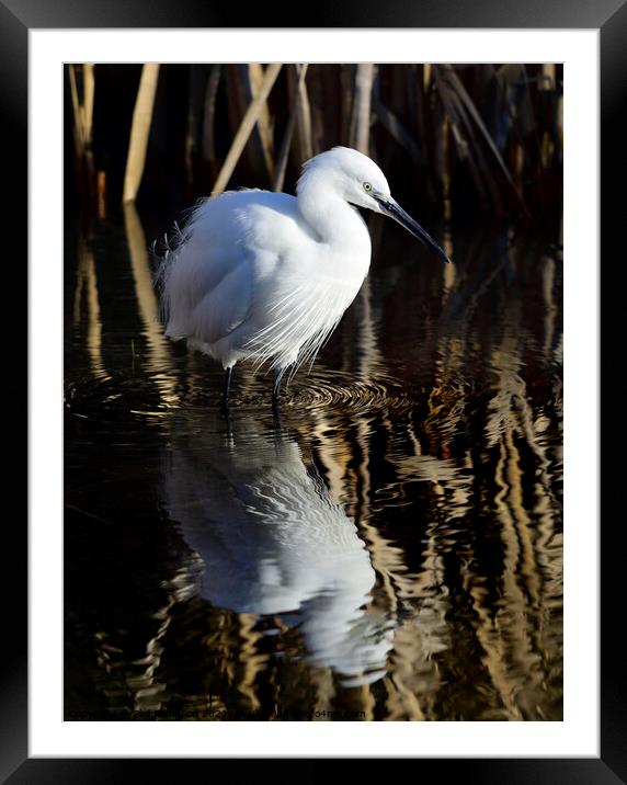 Little Egret Framed Mounted Print by Phil Robinson