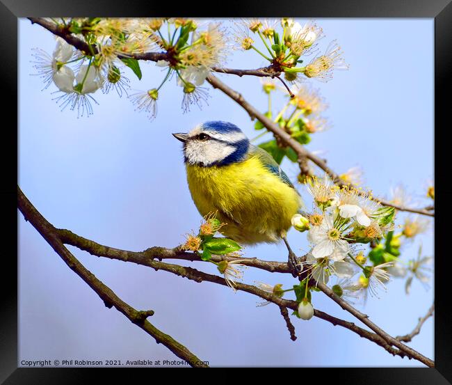 Blue Tit in Spring Framed Print by Phil Robinson