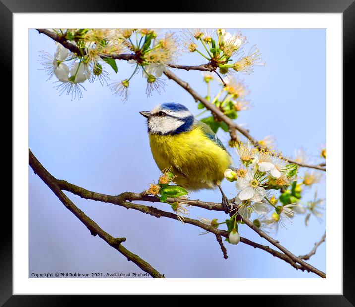 Blue Tit in Spring Framed Mounted Print by Phil Robinson
