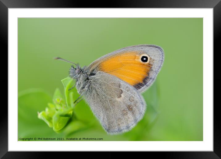 Small Heath Butterfly Framed Mounted Print by Phil Robinson