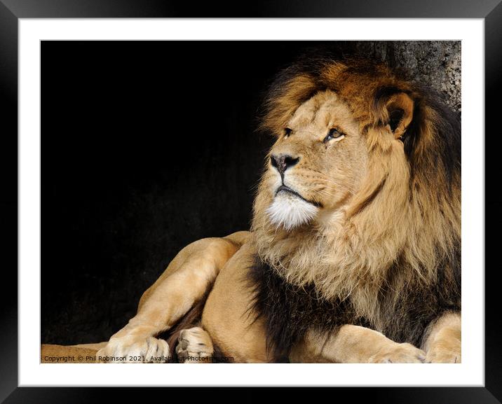 Lion, Amsterdam Zoo Framed Mounted Print by Phil Robinson