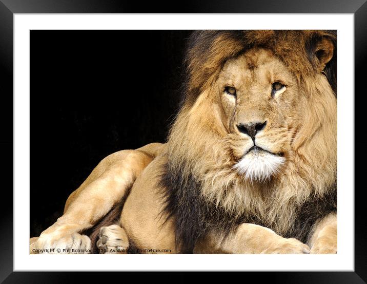Lion, Amsterdam Zoo Framed Mounted Print by Phil Robinson