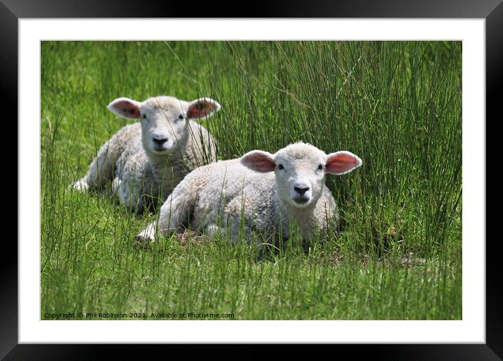 Lambs Framed Mounted Print by Phil Robinson