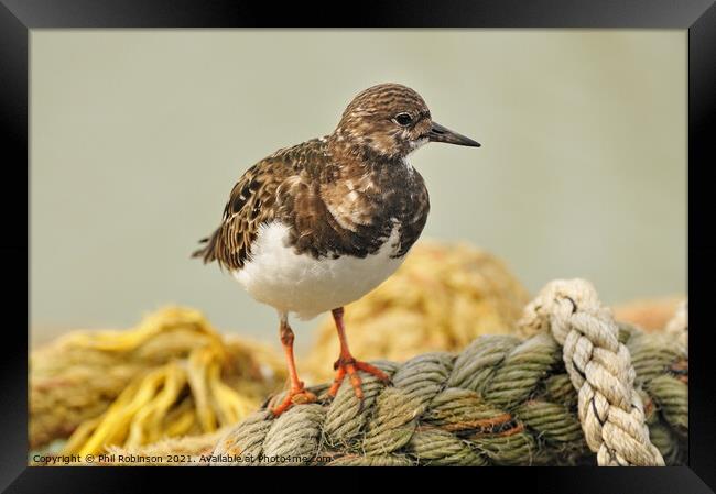 Turnstone on Rope Framed Print by Phil Robinson