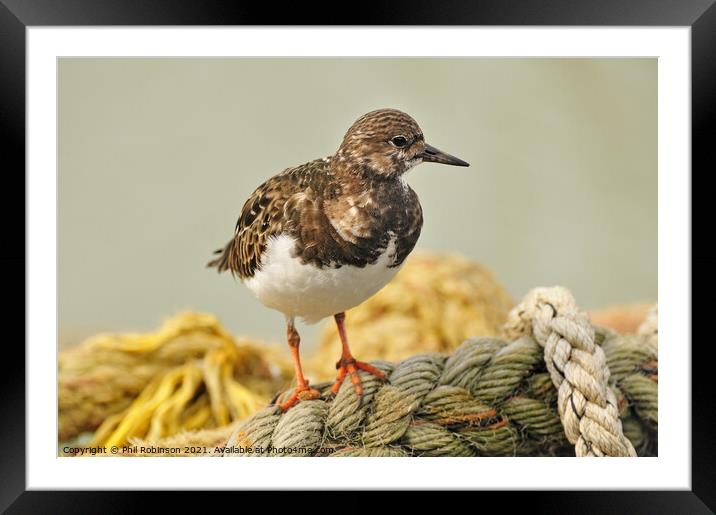 Turnstone on Rope Framed Mounted Print by Phil Robinson