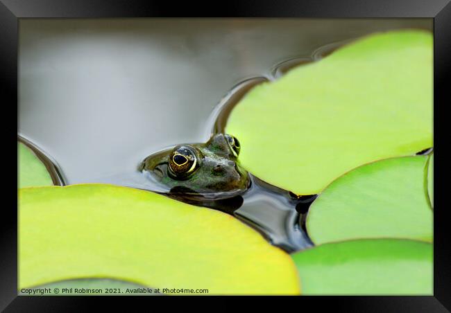 Pool Frog (in a pool) Framed Print by Phil Robinson