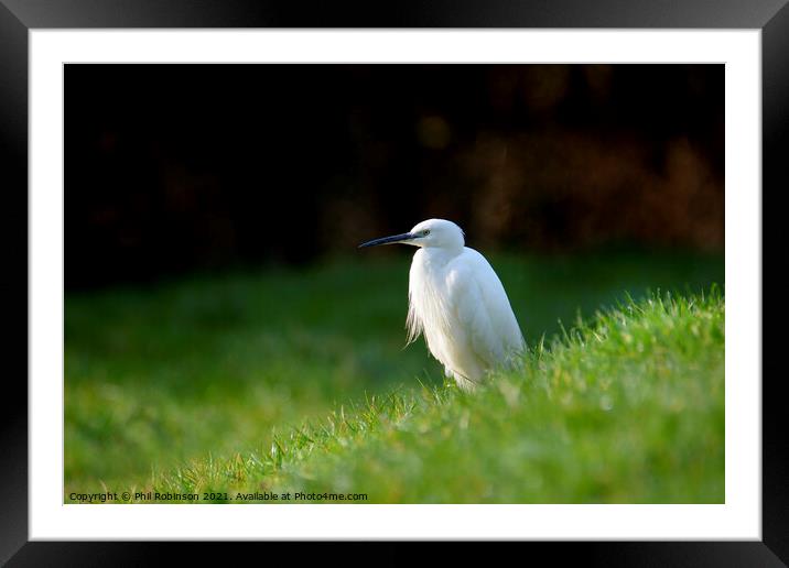 Little Egret 3 Framed Mounted Print by Phil Robinson