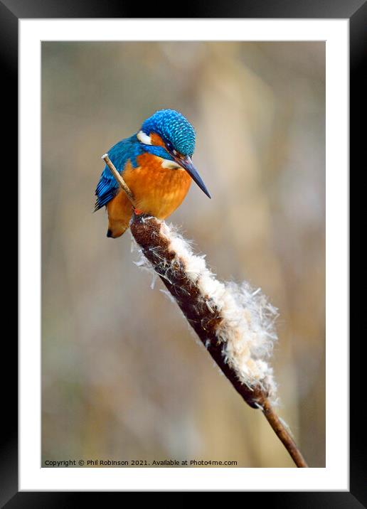 Kingfisher 2 Framed Mounted Print by Phil Robinson