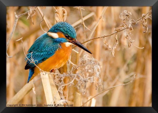 Kingfisher 3 Framed Print by Phil Robinson