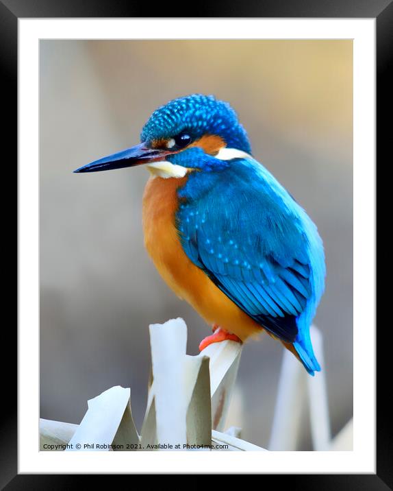 Kingfisher 4 Framed Mounted Print by Phil Robinson
