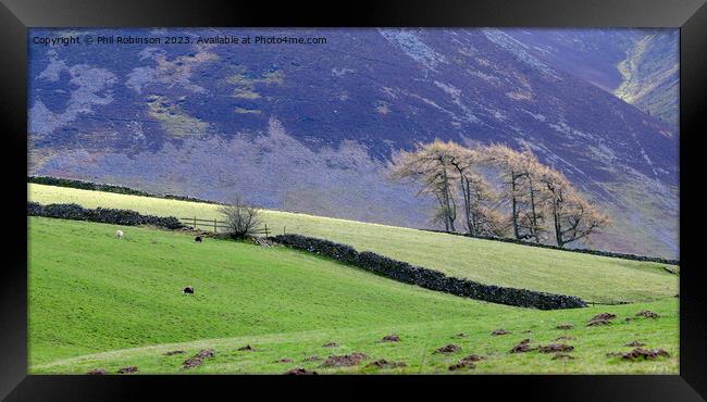 Lake District trees and walls Framed Print by Phil Robinson