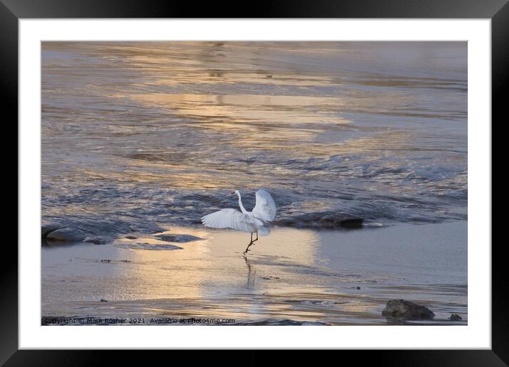 Egret Dancing on the Shore Framed Mounted Print by Mark Rosher