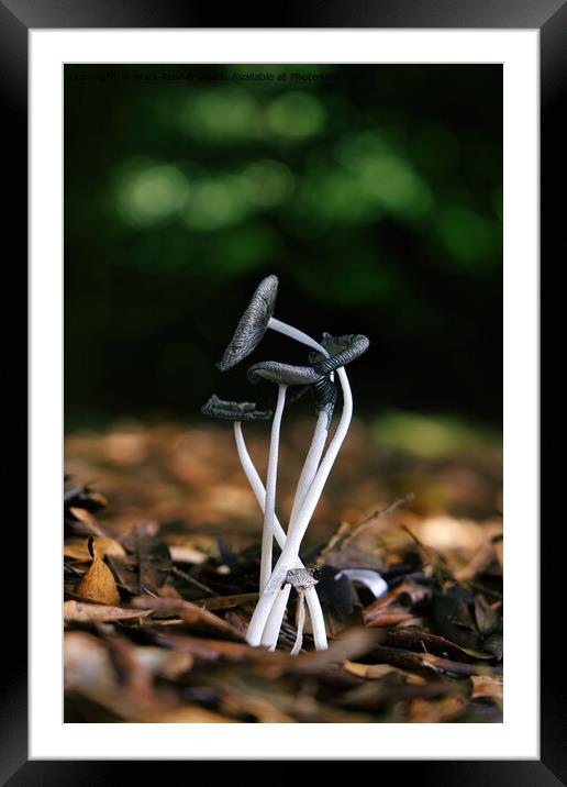 Entwined Fungi Framed Mounted Print by Mark Rosher
