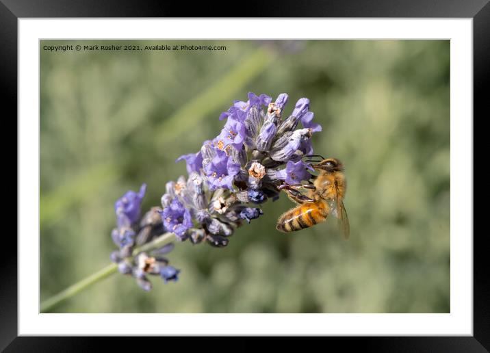 Honey Bee on Lavender Framed Mounted Print by Mark Rosher