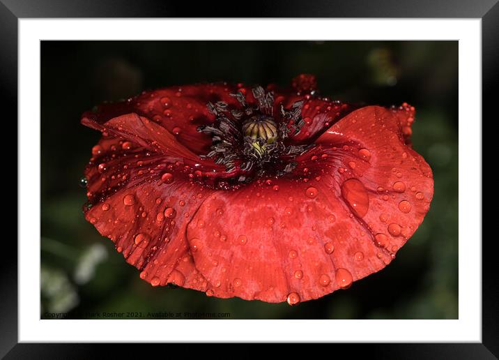 Wet Red Poppy Framed Mounted Print by Mark Rosher