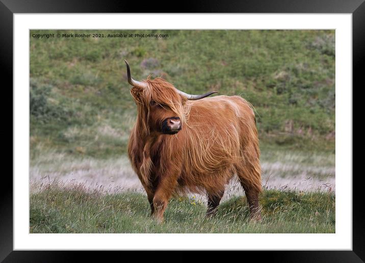 Highland Cattle Framed Mounted Print by Mark Rosher