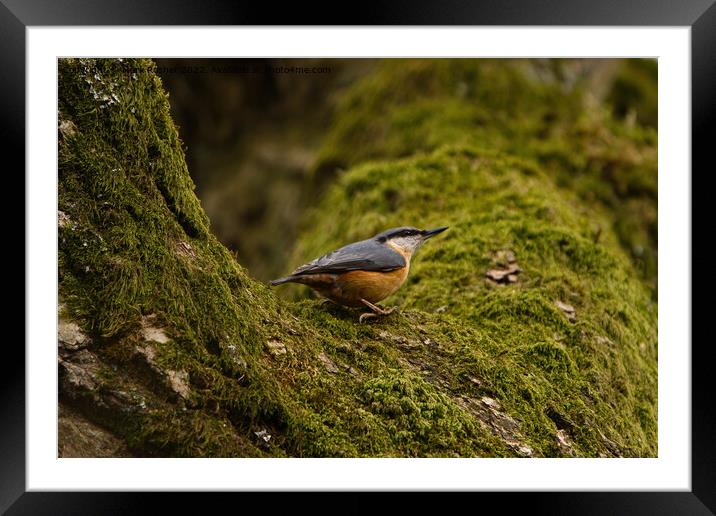 Nuthatch on Mossy Branch Framed Mounted Print by Mark Rosher