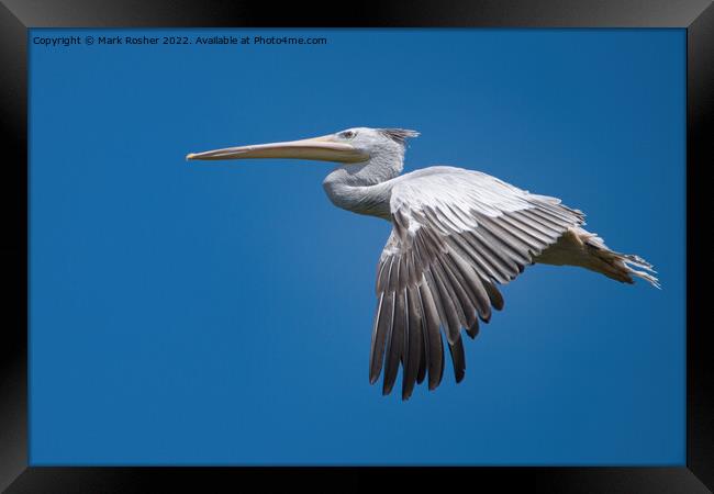 Pelican in flight Framed Print by Mark Rosher