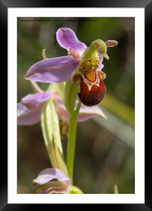 Bee Orchid Framed Mounted Print by Mark Rosher