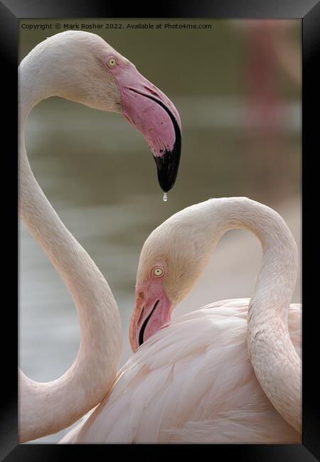 A Drop of Flamingo Framed Print by Mark Rosher