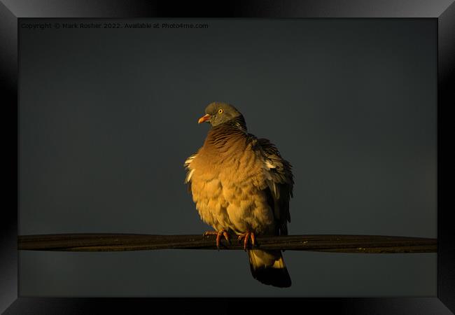 Golden Hour Pigeon Framed Print by Mark Rosher