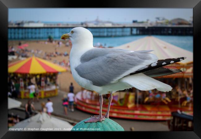 Seagull at Brighton Framed Print by Stephen Coughlan