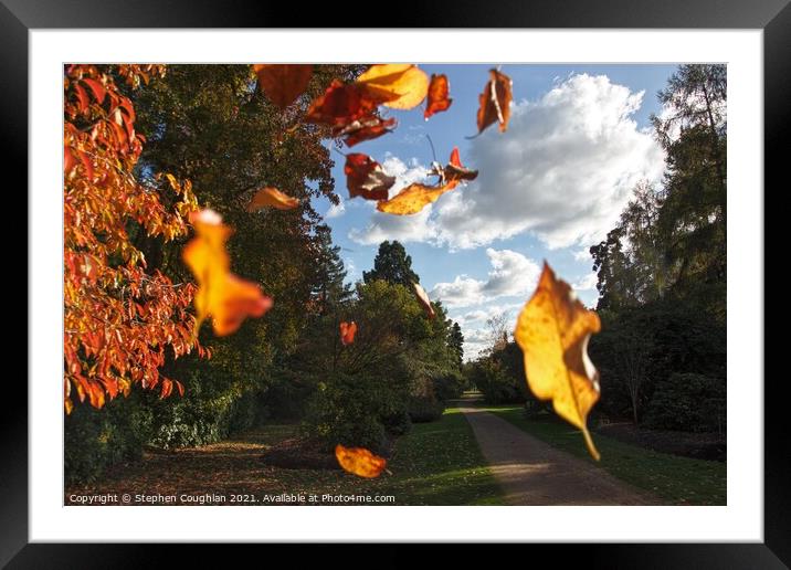 Autumn in Windsor Great Park Framed Mounted Print by Stephen Coughlan