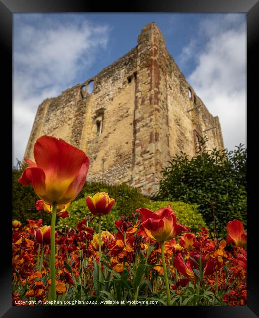 Tulip season at Guildford Castle Framed Print by Stephen Coughlan