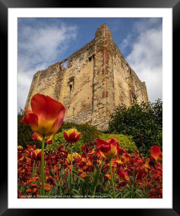 Tulip season at Guildford Castle Framed Mounted Print by Stephen Coughlan