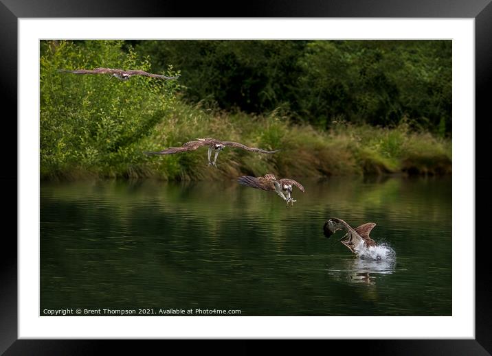 Osprey diving for fish Framed Mounted Print by Brent Thompson
