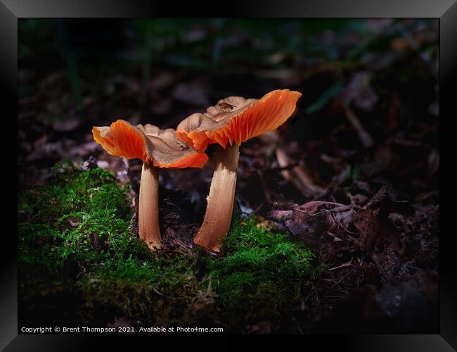 A pair of wild mushrooms with a little visitor at Hartshill Hays Nuneaton Framed Print by Brent Thompson