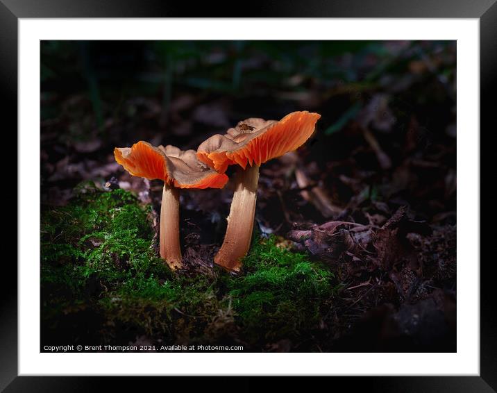 A pair of wild mushrooms with a little visitor at Hartshill Hays Nuneaton Framed Mounted Print by Brent Thompson