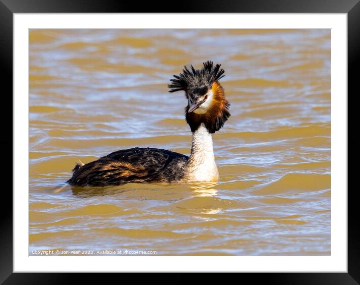 Great Crested Grebe Framed Mounted Print by Jon Pear