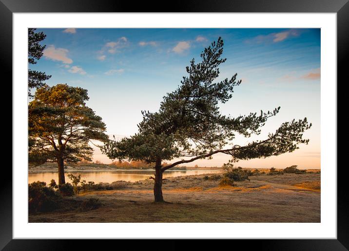 Wind shaped pine Framed Mounted Print by Elzbieta Sosnowski