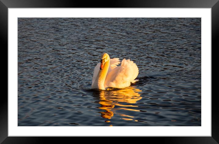My friend the swan....sunset Framed Mounted Print by Elzbieta Sosnowski