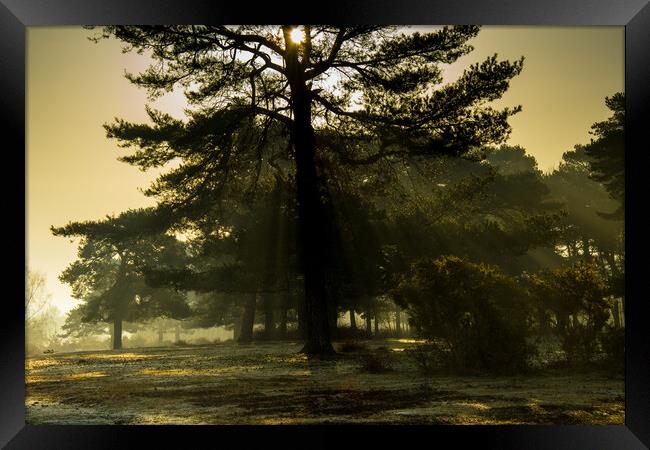 Tree in the Mist Framed Print by Elzbieta Sosnowski
