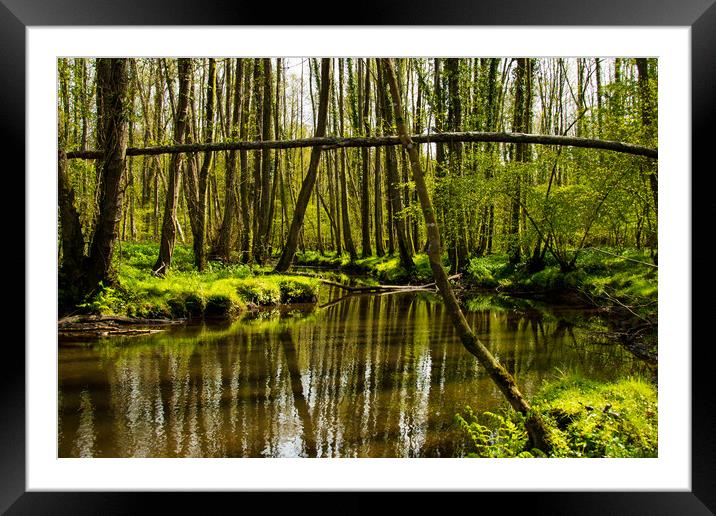 Forest reflections... Framed Mounted Print by Elzbieta Sosnowski