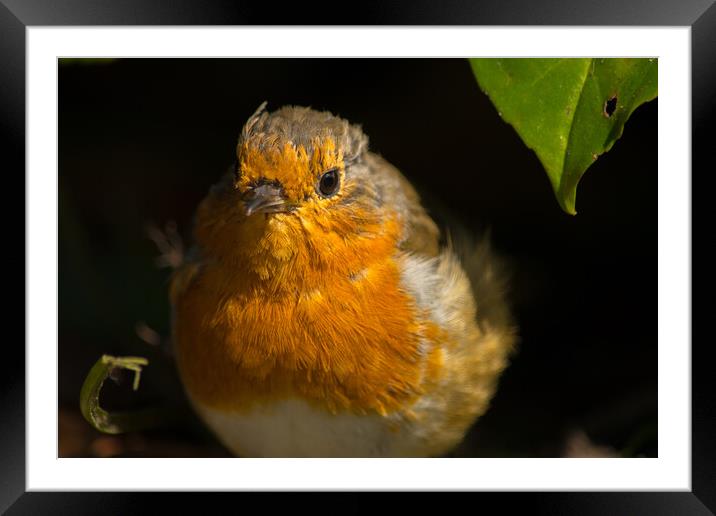 My Friendly robin is back... Framed Mounted Print by Elzbieta Sosnowski