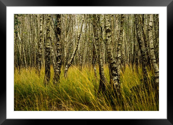 Autumn in the young forest... Framed Mounted Print by Elzbieta Sosnowski