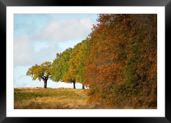 Autumn colors in Park... Framed Mounted Print by Elzbieta Sosnowski
