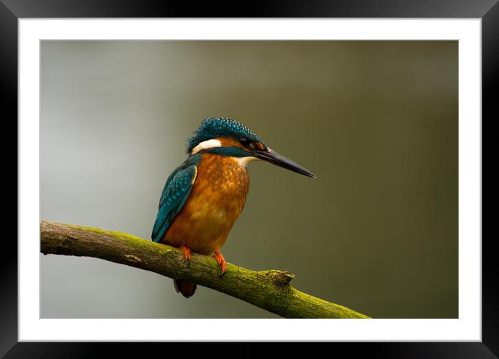 Kingfisher (Alcedo atthis) Framed Mounted Print by Elzbieta Sosnowski