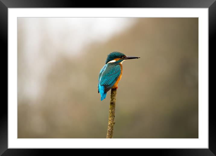 Kingfisher resting Framed Mounted Print by Elzbieta Sosnowski