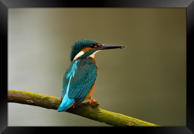 Kingfisher on branch Framed Print by Elzbieta Sosnowski