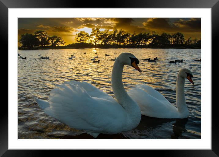 Norman and His Wife...Swans... Framed Mounted Print by Elzbieta Sosnowski