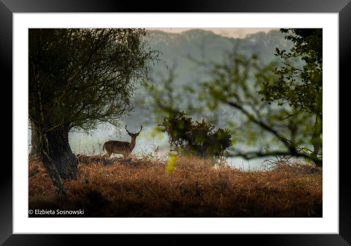 A deer standing on top of a grass covered field Framed Mounted Print by Elzbieta Sosnowski