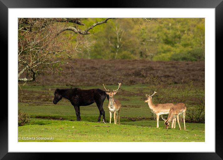 wildlife Framed Mounted Print by Elzbieta Sosnowski